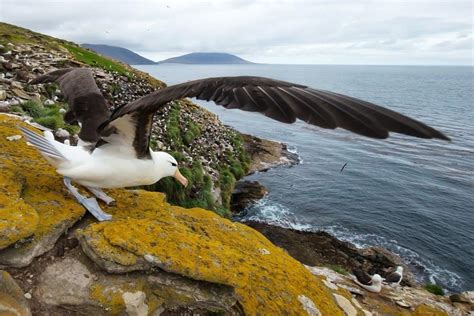 Albatross vs Seagull: What are the key differences? - IMP WORLD