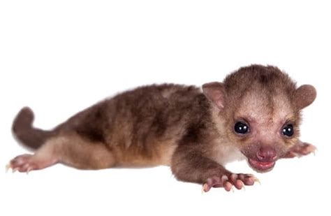 Kinkajou Facts For Kids | Kids Matttroy