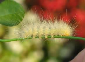 Virginian Tiger Moth Caterpillar - Spilosoma virginica - BugGuide.Net