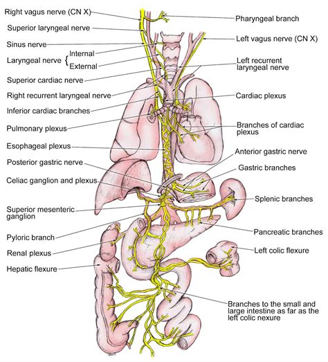 How To Become Superhuman - The Renegade Pharmacist