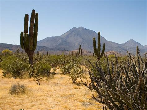 Gobi Desert Plants