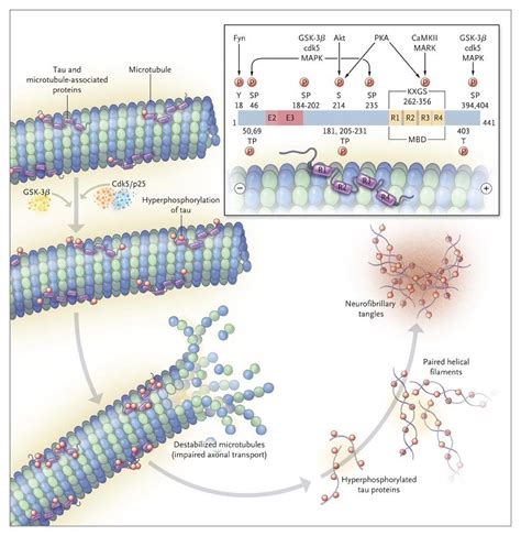 Tau protein and its role in neurodegenerative diseases. | Biology ...