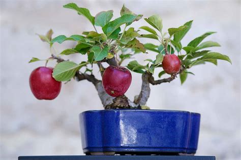 Tips for Growing Bonsai Apple Trees | Gardener’s Path