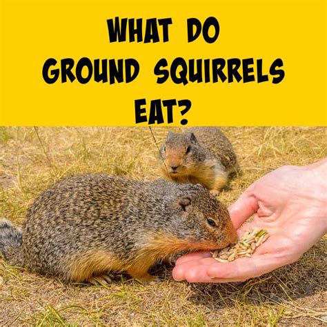 What Do Ground Squirrels Eat? - Squirrels at the Feeder