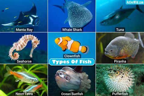 Examples Of Vertebrates Fish