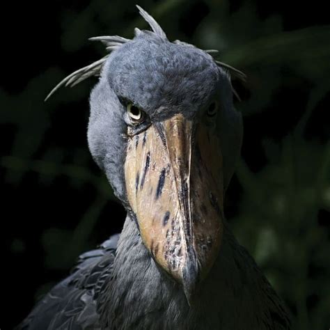 TheMaankeyExperience’s Instagram photo: “Shoebill storks, also known as ...