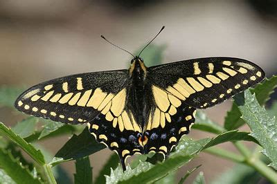 Anise swallowtail - CreationWiki, the encyclopedia of creation science