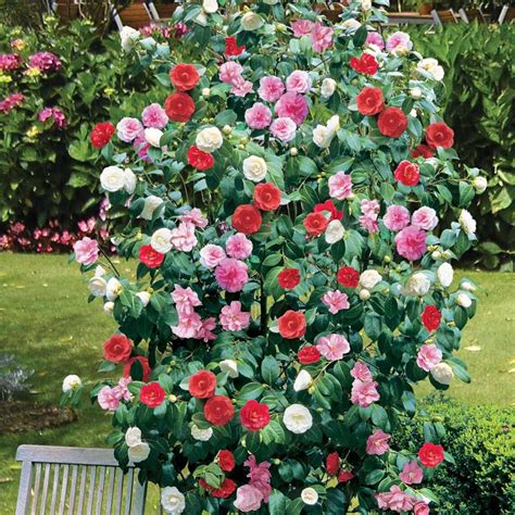 Camellia Tricolor In 12cm Pot Red Pink Pink Hardy Bushy - Etsy France