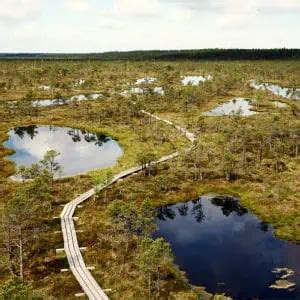 What Is a Bog? (Definition, Benefits & Facts) - Pond Informer