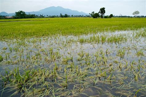 Typhoon_Ketsana_flooded_rice_field - Circle of Blue