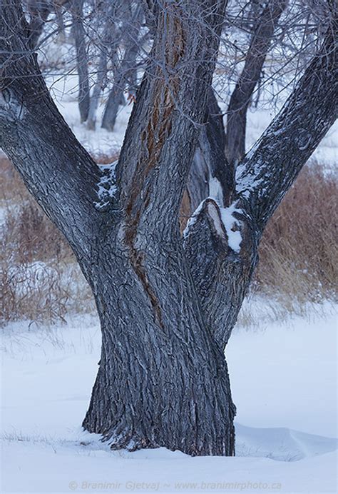 Winter in Grasslands National Park | Branimir Gjetvaj Photography