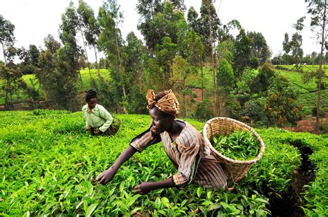 Tea Growing Season in Kenya 2024-2025 - Rove.me