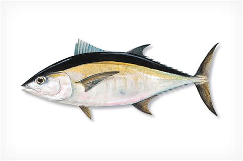 Blackfin Tuna - Florida Sportsman