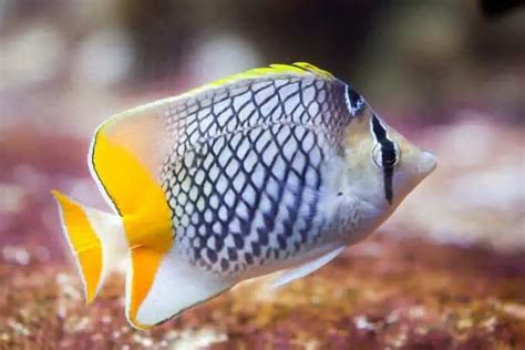 Butterflyfish | Fishkeeping World