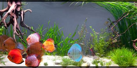 Discus Fish Tank Setup – Myrtle Beach Discus