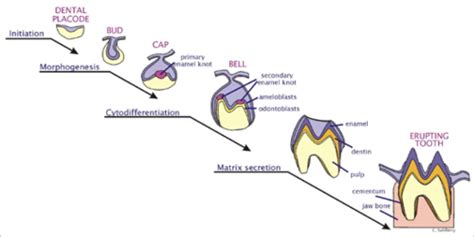 Tooth Development Flashcards | Quizlet