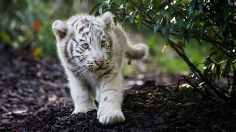 Cute Cub Bengal White Tiger Wallpaper, HD Animals 4K Wallpapers, Images ...