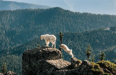 Are Dogs Allowed In Olympic National Park