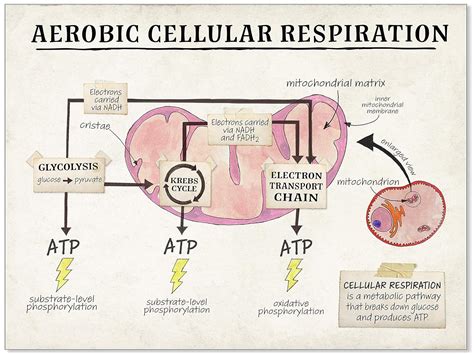 Process Of Aerobic Respiration