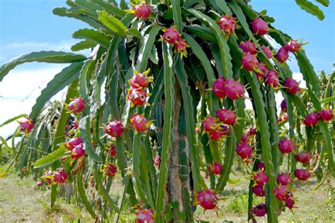 Foto : 6 Langkah Budidaya Buah Naga di Sawah agar Hasil Panennya Melimpah