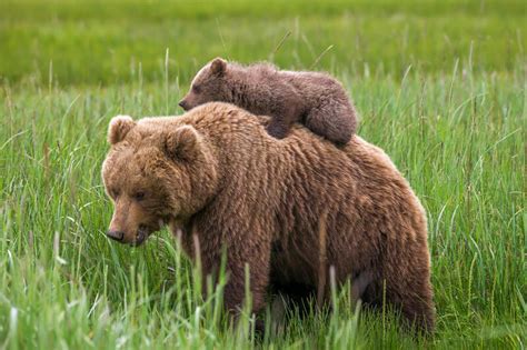 Grizzly Bears with Cubs Photos | Fine Art Prints | Joseph C. Filer Fine ...