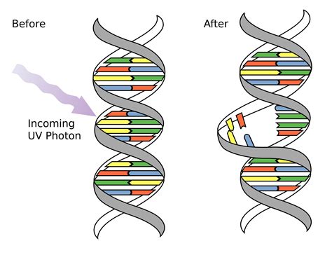 Images of DNAマイクロアレイ Page 5 - JapaneseClass.jp