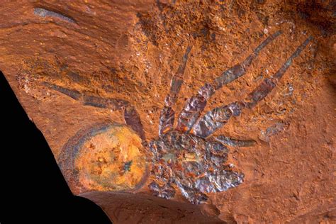 Fossils: Spider remains shed light on Australia’s ancient rainforest ...