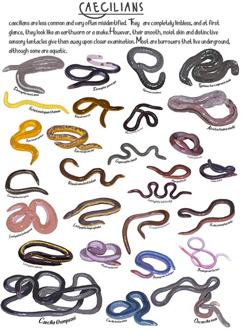 List of some Caecilians(Gymnophiona)