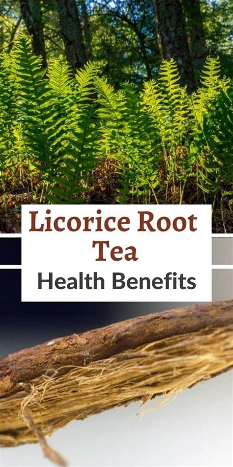 Licorice Root Tea Health Benefits and Side Effects