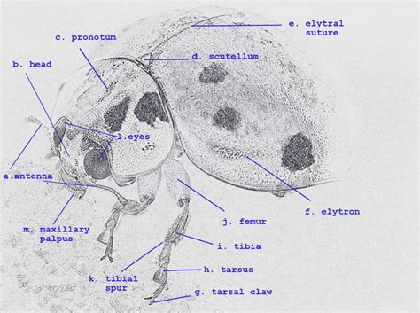 How Many Legs Does a Ladybug Have - the Anatomy of a Ladybug