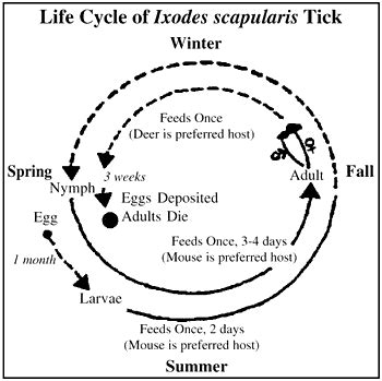 Ixodes scapularis - Deer Tick