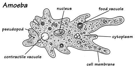 This is a unicellular organism, the amoeba, which is made up of only ...