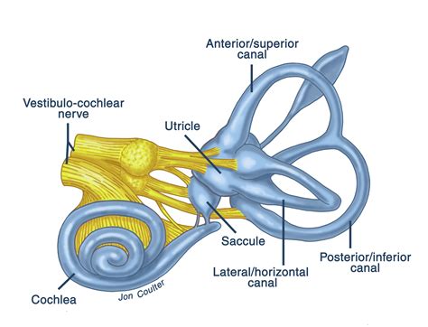 How does your ear work?