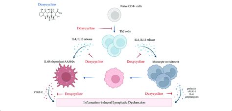 | Mechanism of action of doxycycline (created with BioRender). Adopted ...