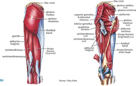 Superficial (left) and deep (right) muscles around the hip. | Download ...