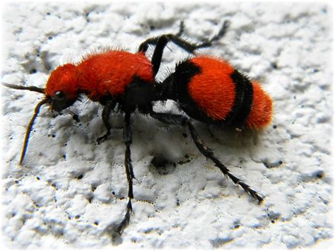 "Cow Killer"-Ant | The cow killer ant or eastern velvet ant … | Flickr