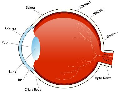 Parts of Human Eye and Their Functions | MD-Health.com