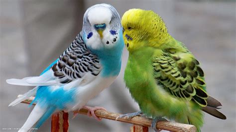 budgie parrots budgerigars birds blue green hd widescreen wallpaper ...