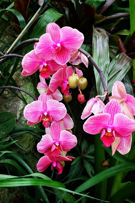 A Visit to the Great Royal Greenhouses of Laeken - Nourishing Grounds