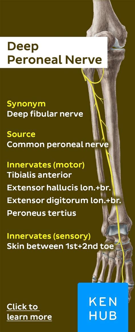 Deep fibular (peroneal) nerve | Nerve anatomy, Muscle anatomy, Nerve