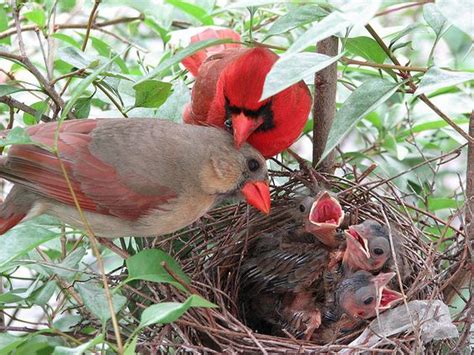 we had a cardinal family make a nest in the rose bush and raise two ...