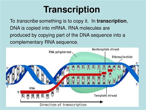 PPT - Transcription and Translation PowerPoint Presentation, free ...