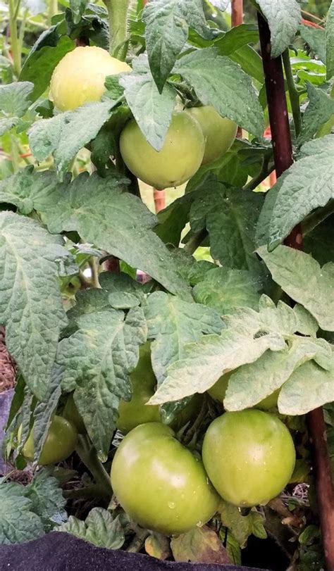 Growing Tomatoes in South Florida - Homegrown Tomatoes