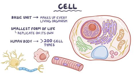 Cellular structure and function: Video & Anatomy | Osmosis