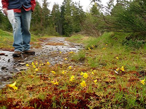 Freshwater seep with Monkeyflower and a red moss - Friends of ...