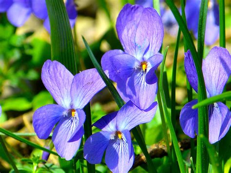 February Birth Flowers: Primrose and Violet | The Old Farmer's Almanac