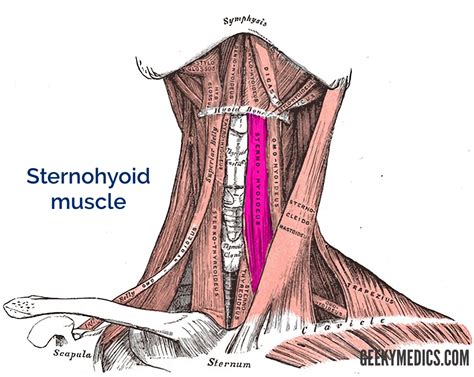 Suprahyoid and Infrahyoid Muscles | Hyoid Muscles | Geeky Medics