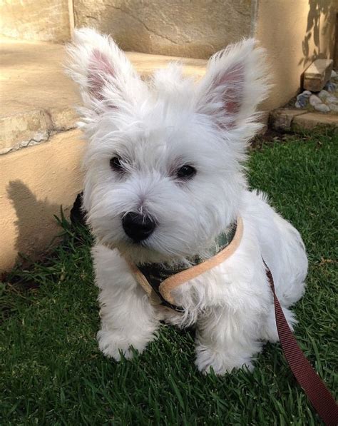 Westie Mix Puppies For Adoption - Pudding to come