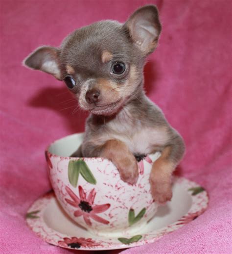 35+ Mini Teacup Chihuahua Puppies Image - Bleumoonproductions