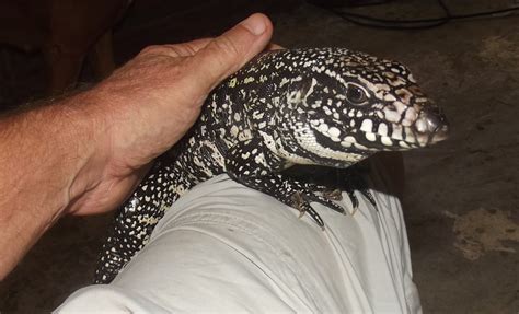 Why the Tegu Is the Best Pet Lizard | PetHelpful